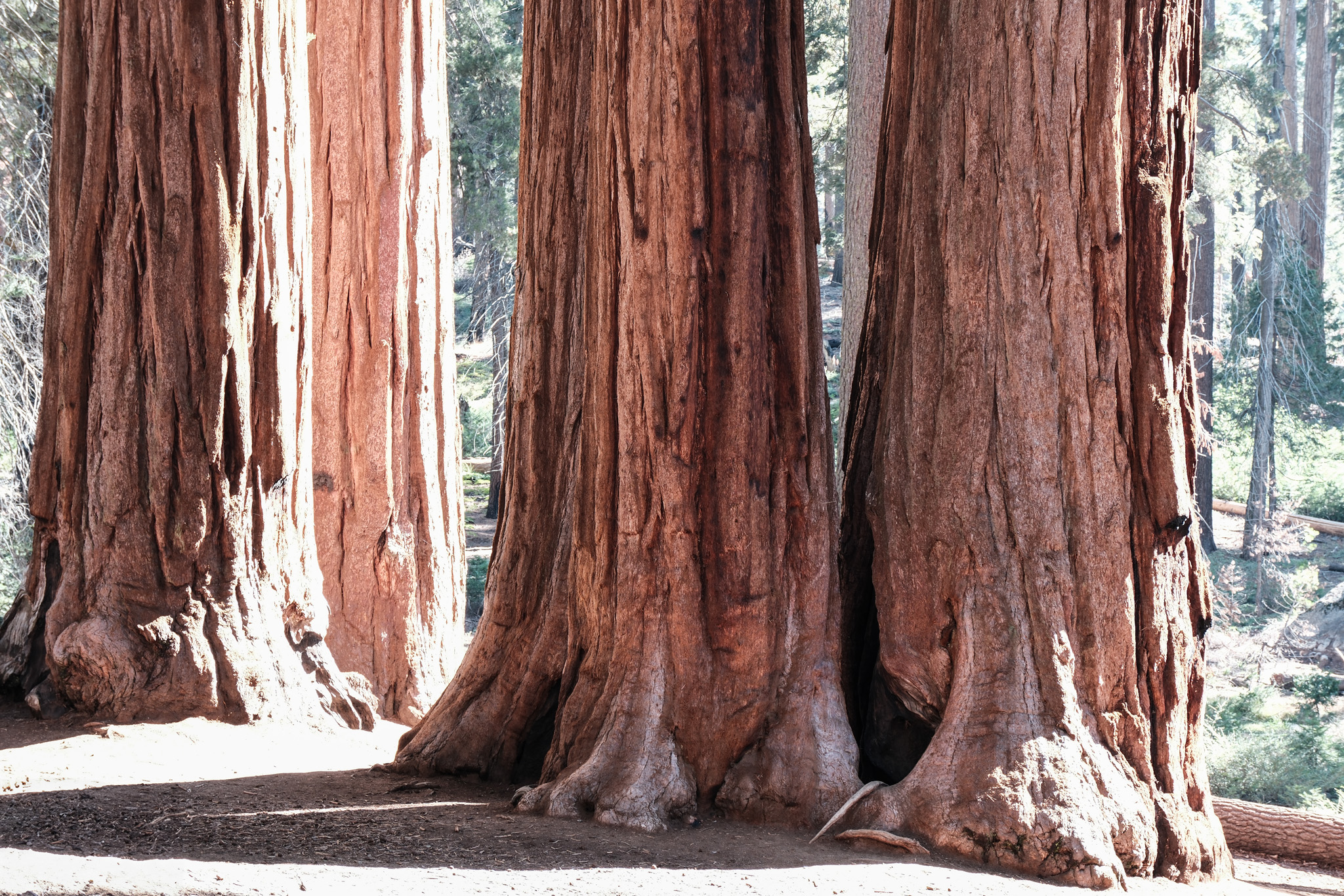 Fietsvakantie Californië